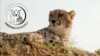 Documentary | ZA Cheetah Conservation