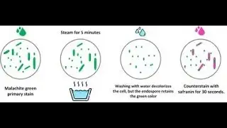 Malachite Green Stain ; Staining Technique in Microbiology, Application, Procedure