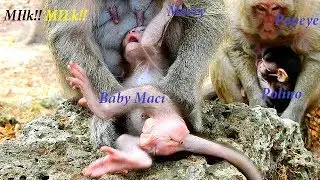 Adorable baby Maci monkey angry mom, Baby Maci hungry &cry request mom's milk