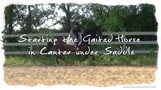 Starting the Gaited Horse in Canter #GaitedHorse #canter