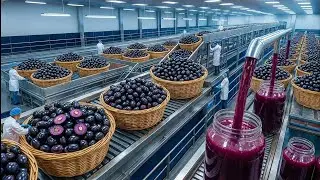 Inside India Modern Jamun Processing Plant: From Farm to Final Product (Full Process)