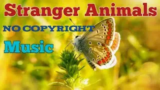 Strange Animals | Close-Up Video | No Copyright Music For YouTube