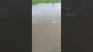 ikan toman fly #fishing #snakehead