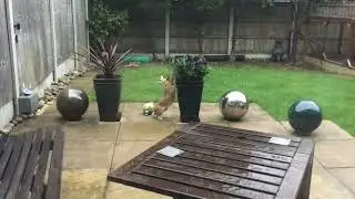 Tripod rabbit standing on one hind leg!