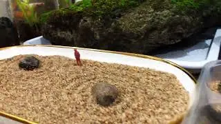 Civic ef mengunjungi Zen Garden mini