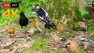 🔴 24/7 LIVE: Cat TV 😺 Cute Birds n Squirrels in the Forest - Cat Games 4K