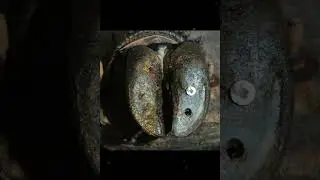Cow&rsquo;s Hoof Saved! Removing a Deeply Embedded Nail | #HoofCare #CowHealth #Farrier #AnimalRescue