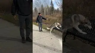 &ldquo;Husky&rsquo;s are impossible to train&rdquo; part 2 🤔 #dog #dogs #pet #pets #dogtraining #husky #puppy