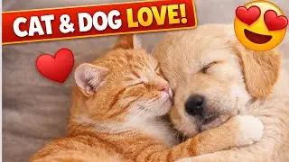 Sweet Cat and Dog Love Friendship Goals Video 🐱🐶❤️