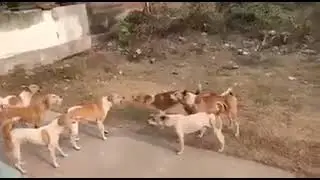 Dog dogs barking / kutton ki ladai /  funny comedy / dog fights / dog fight