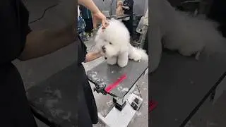 BICHON FRISE'S GROOMING GUIDE 🫠🐵🐶 #dog #bichonfrisepuppy #dogbreeds #cutedog #pets #poodlemix