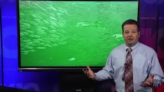 Okaloosa Island Pier fish cam