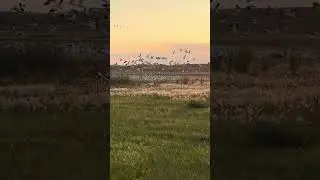 Just one or two geese #welcometothesanctuary #sanctuary #geese