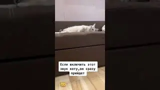 Если включить этот звук коту, он сразу придёт