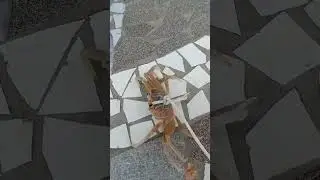Live crab running | #ytshorts #crabs #seefoods