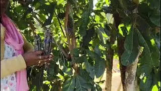 लाख बांधने की विधि, कुसुम के पेड़ में ( Jan - June)