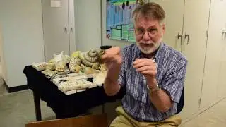 Ask a Scientist: What is the fastest snail?
