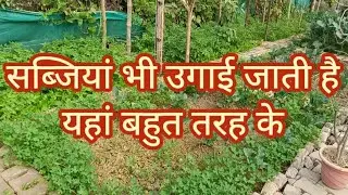 C.M.P degree College me Vegetables  भी उगाई जाती है # by Hina 