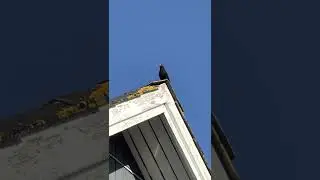 Blackbird - Solsort