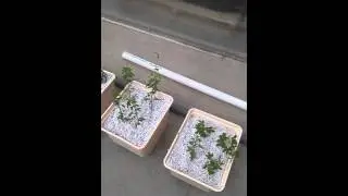 High Altitude Hops Farm