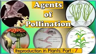 Pollinators & types-Pollinating agents Abiotic & Biotic agents-Sanjay Lad sir, Wadia college