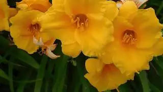 Yellow Daylily