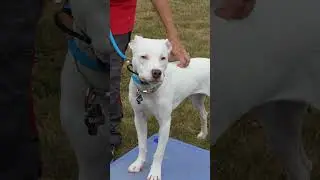 This happy dog is thriving under Jolean&rsquo;s guidance 🐕💡