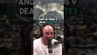 Самая ДИКАЯ история Pitbull vs Coyote | JRE с Трэвисом Баркером