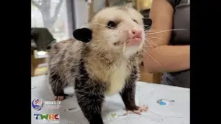 Friends of America&rsquo;s ER: Texas Wildlife Rehabilitation Coalition (TWRC)