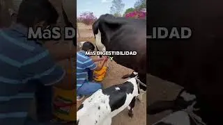 La tecnica mas efectiva para mejor producci&oacute;n en tu granja #forrajeverdehidroponico #ganaderia