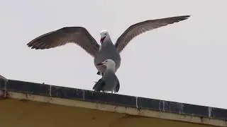 Heermann's Gulls mating