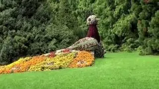 Wyspa kwiatowa  Mainau
