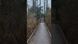 outside during a winter season rain ☔ and wind 🌬️🌳 storm 1/9/24 #nature