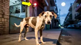 Shelter Dog Escapes at Night&mdash;Security Footage Reveals an Incredible Secret