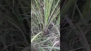 Halawi Dates Female Tree Producing Suckers - Madi Khajoor - Phoenix dactylifera - Engineer Ka Bagh