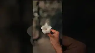 Creative Flower Photography with Phone Photography Idea | Photo Editing Tutorial #photography #edit