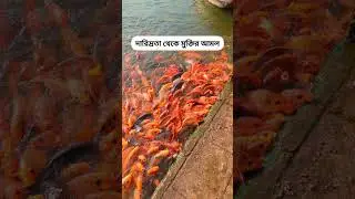 Prayer for freedom from poverty 🤲 #viral #trending #shorts