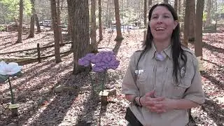 The Appalachian Adventurer: Bays Mountain Spring 2025