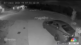 Pack of wild, &lsquo;abandoned' dogs in Godley raise safety concerns among residents | NBC DFW