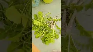 We have a small vegetable farm.