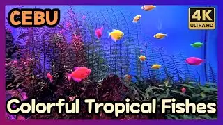 Cebu Ocean Park &ndash; Colorful Tropical Fishes Swimming in Vibrant Aquarium Tank
