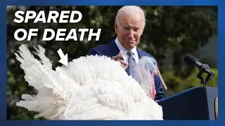 A look at Biden's turkey pardons, including the fancy hotel the turkeys stay at