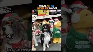 Ranking Best Dog Hide And Seek Moments