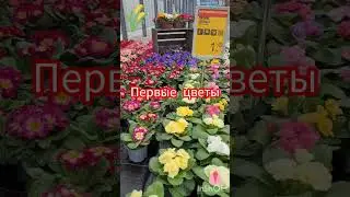 Приехали в Германию. В магазине TOOM. Время посадки первых цветов.