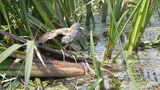 Vroege Vogels - De zomer van het kleinst waterhoen