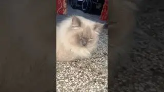 Viral cat on social media #ytshorts #cat #subscribe #coco #catloves #followme #trending