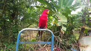 Masteran Nuri Merah Maluku (Red Lory)