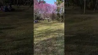 s21 ultra super steady mode 1080p@60fps