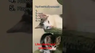 top 5 cat family moments #top5cats #catsofyoutube #catfamily #cutecats #catshorts #catcompilation