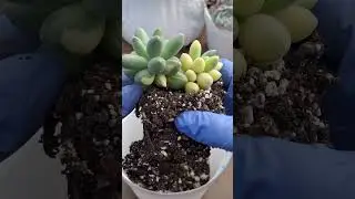 Pachyphytum Compactum Variegado #music #musica #song #automobile #cactusysuculentas #garden #plantas